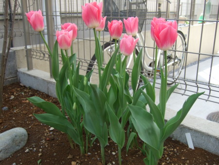 f:id:yukaby:20100413232946j:image f:id:yukaby:20100413232946j:image