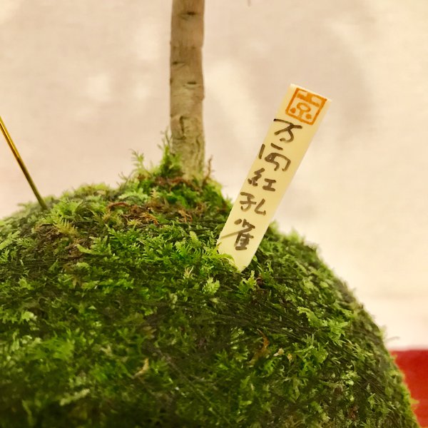 f:id:yukalabo527:20190424044808j:plain