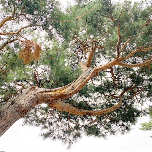 f:id:yukaleaf-aroma:20210801155408j:image