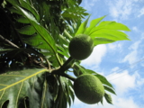 f:id:yukami_dna:20110626035836j:image:w160 f:id:yukami_dna:20110626035836j:image:w160