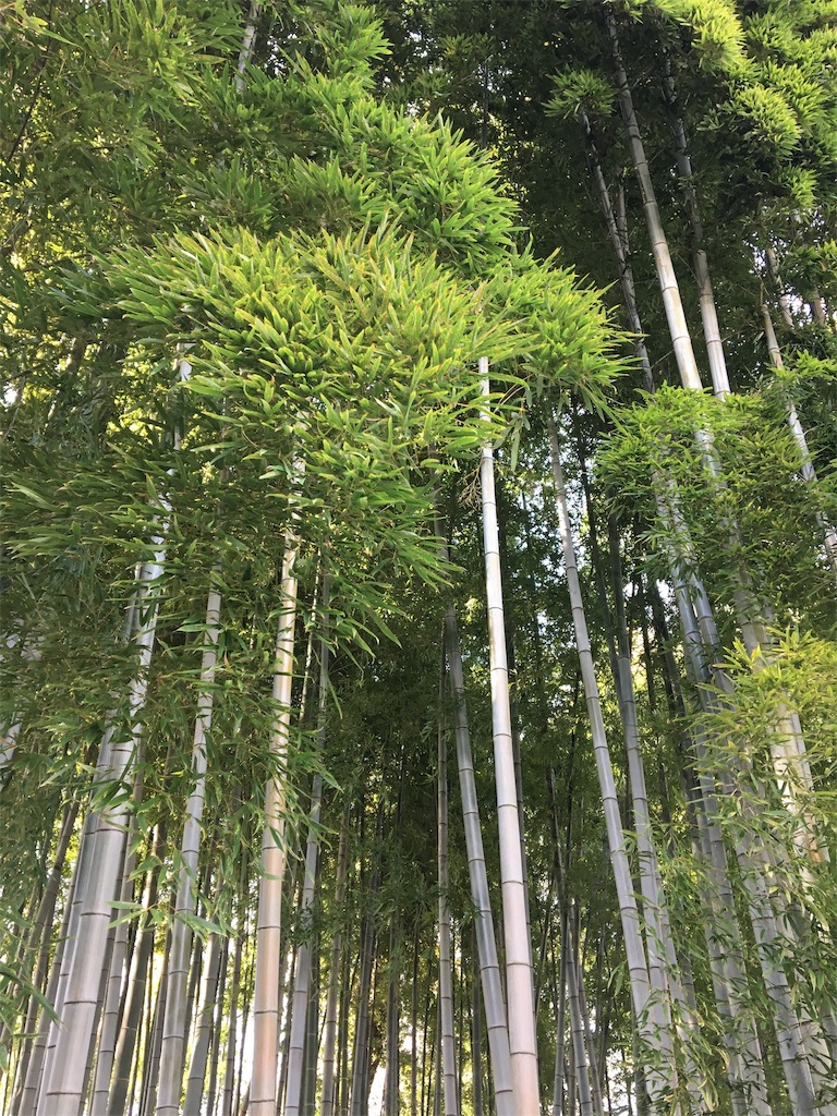 f:id:yukane_naito:20190315170519j:image f:id:yukane_naito:20190315170519j:image