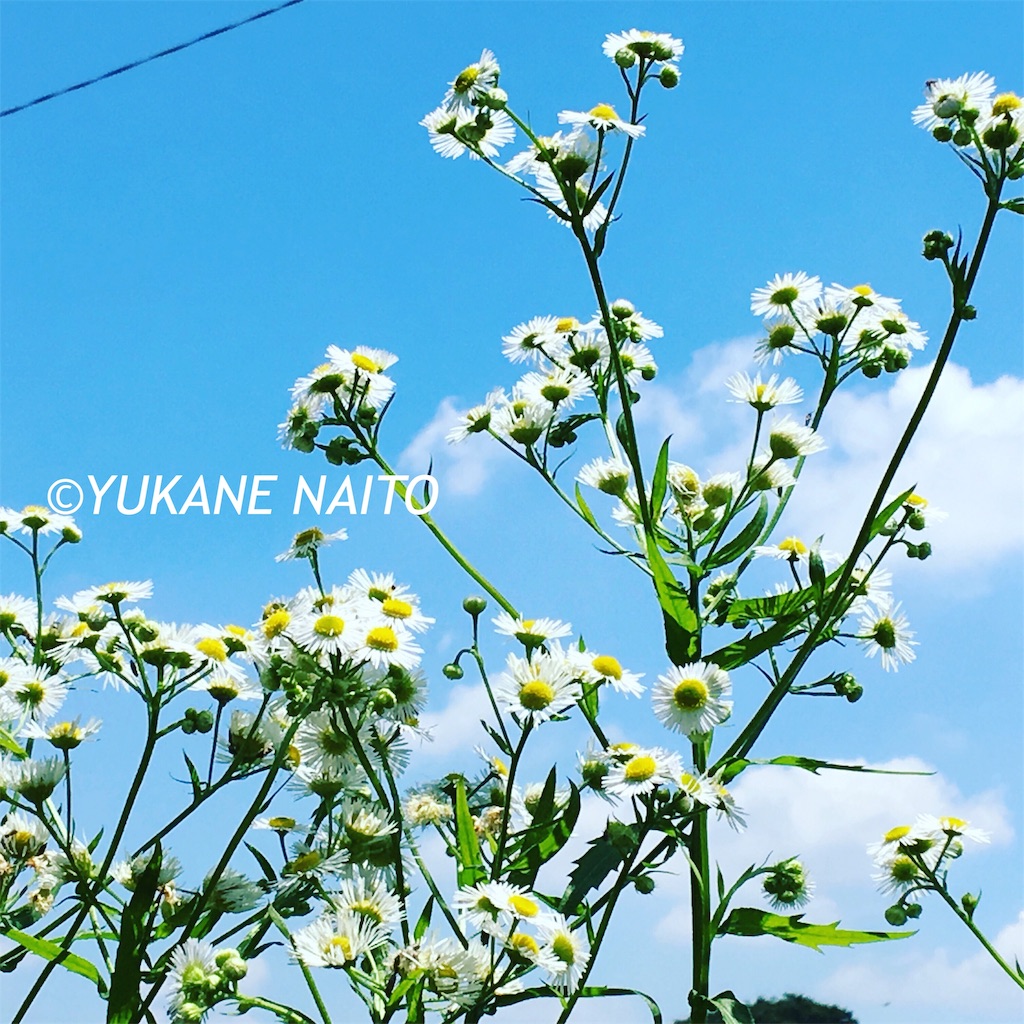f:id:yukane_naito:20190624132139j:image f:id:yukane_naito:20190624132139j:image