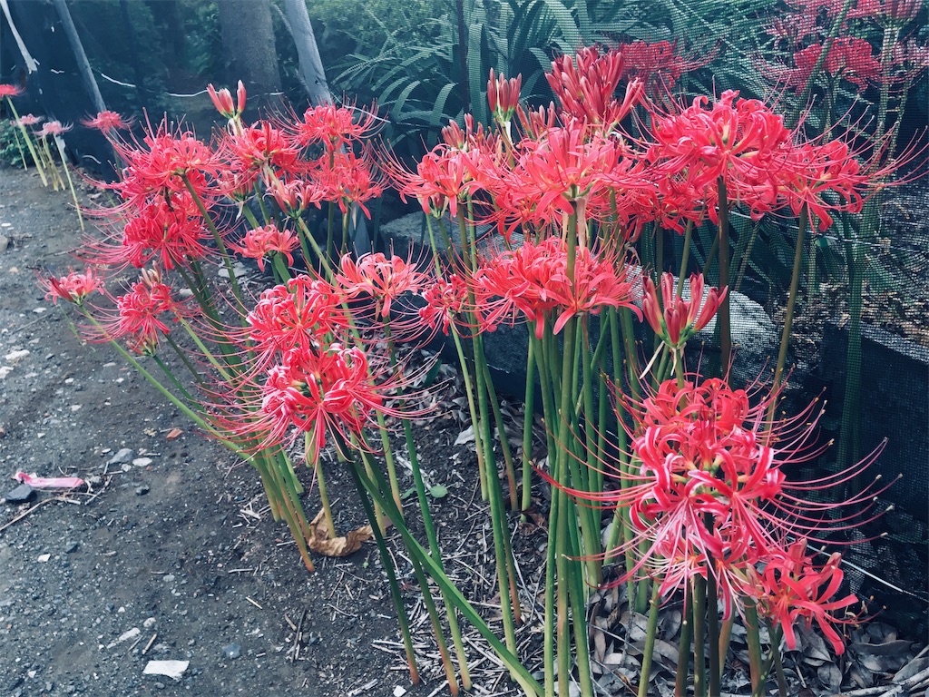 f:id:yukane_naito:20191010193923j:image f:id:yukane_naito:20191010193923j:image