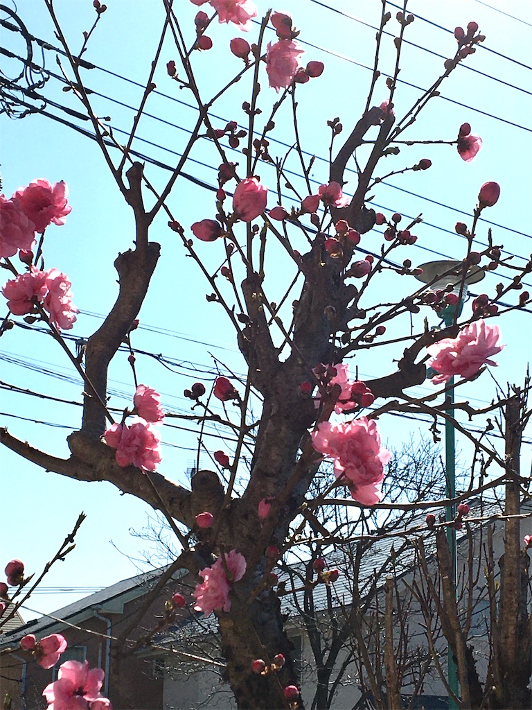 f:id:yukane_naito:20200319105015j:image f:id:yukane_naito:20200319105015j:image