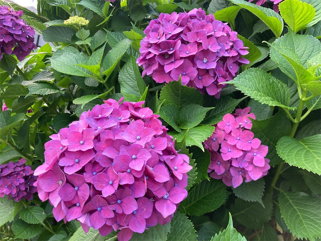 f:id:yukane_naito:20220622122125j:image f:id:yukane_naito:20220622122125j:image