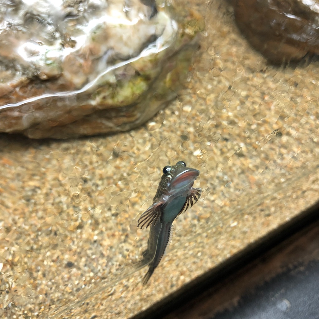 サンピアザ水族館 ヨダレカケって魚がめちゃかわいい わたしのキラキラ日記 サンピアザ水族館 ヨダレカケって魚がめちゃかわいい わたしのキラキラ日記