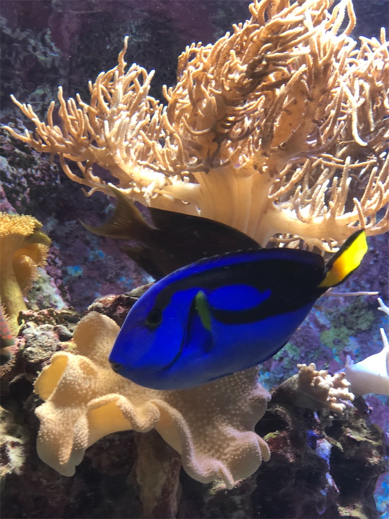 f:id:yukanzel:20181015095055j:image