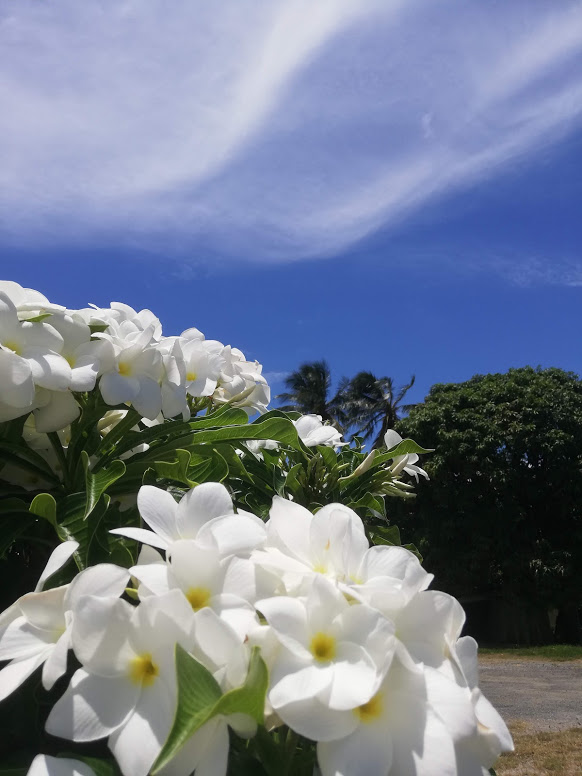 f:id:yukapu:20200524181256j:plain f:id:yukapu:20200524181256j:plain