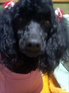 f:id:yukari57:20080224192442j:image