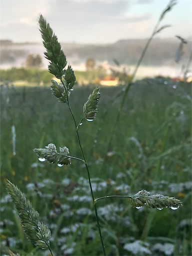 f:id:yukaringo5:20190608050633j:image