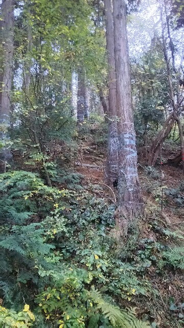 f:id:yukatsuyama:20181117165308j:image f:id:yukatsuyama:20181117165308j:image