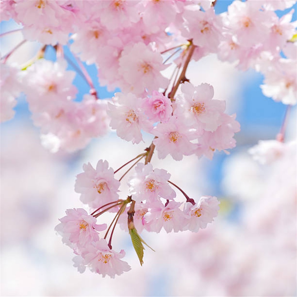 f:id:yukayuzu514:20180323074841j:image f:id:yukayuzu514:20180323074841j:image