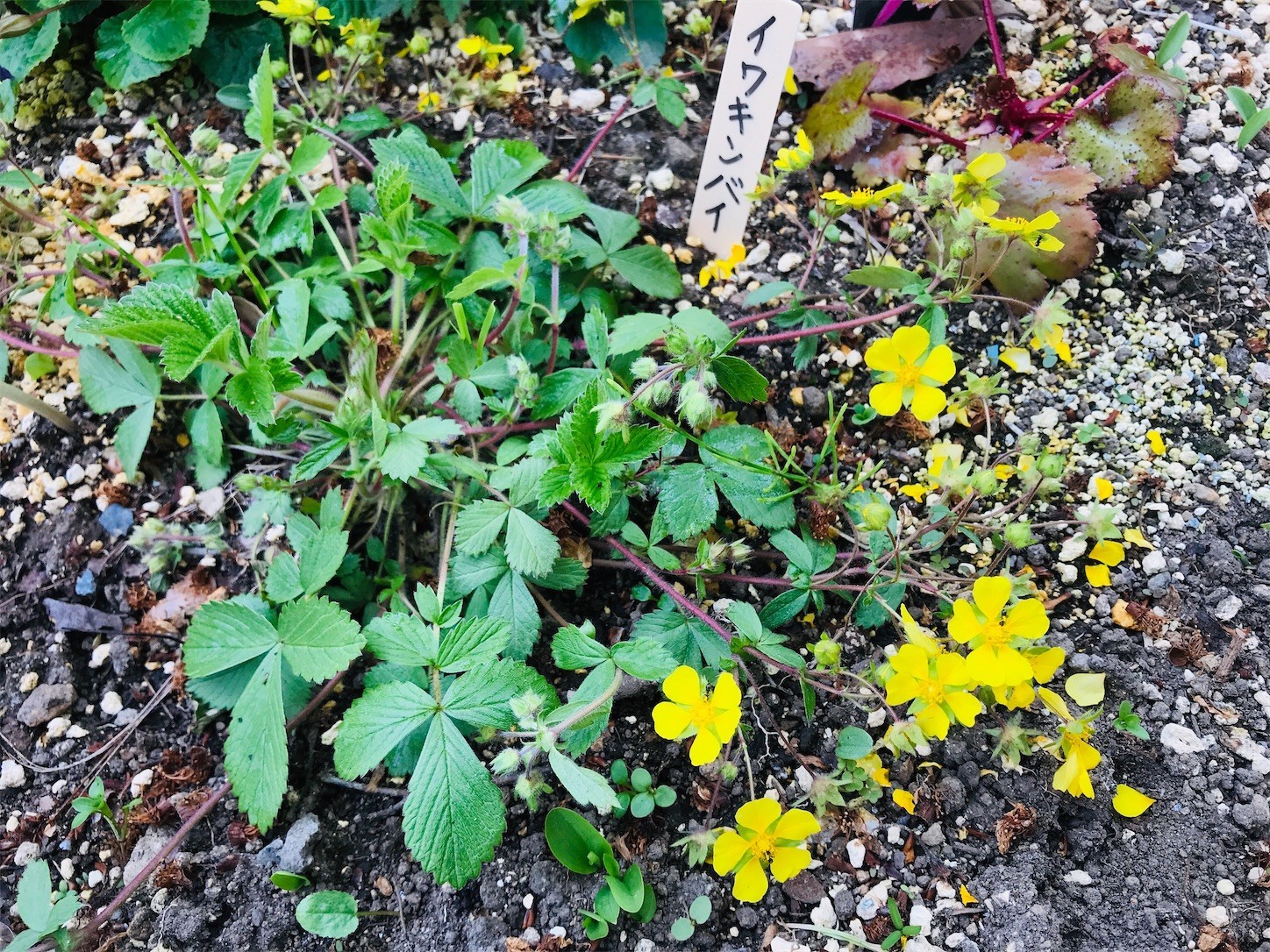 f:id:yuken1220:20200501010926j:image