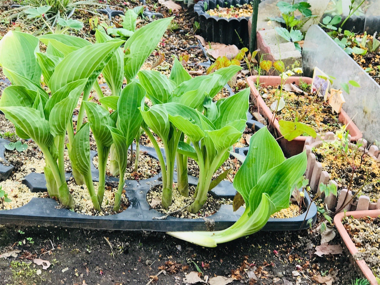 f:id:yuken1220:20200501010943j:image