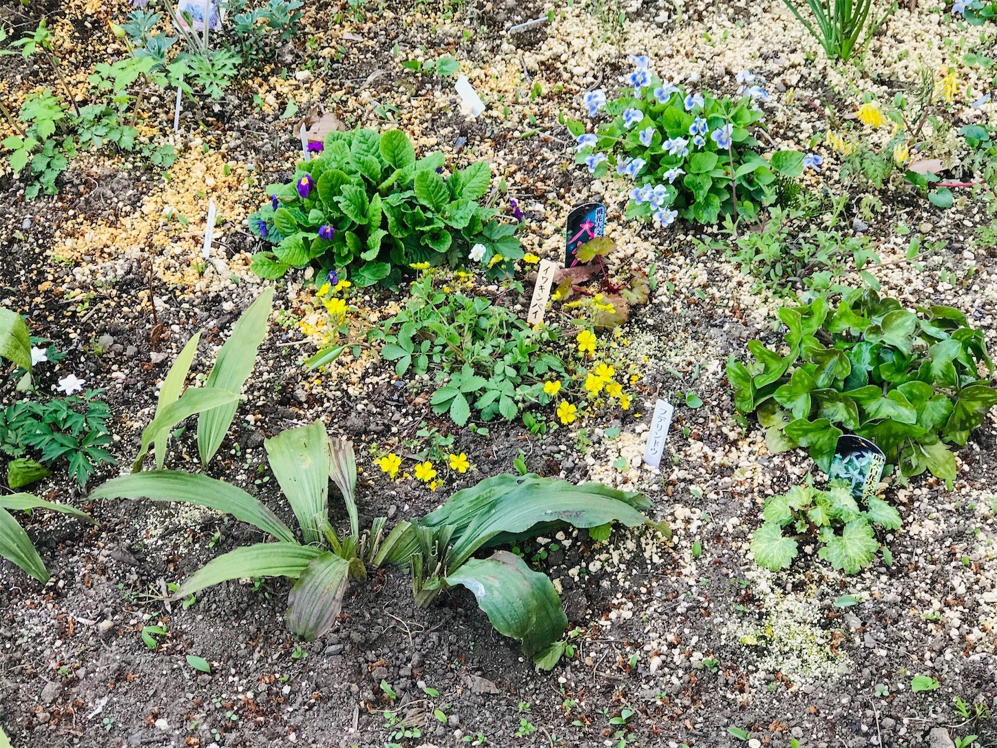 f:id:yuken1220:20200501011013j:image