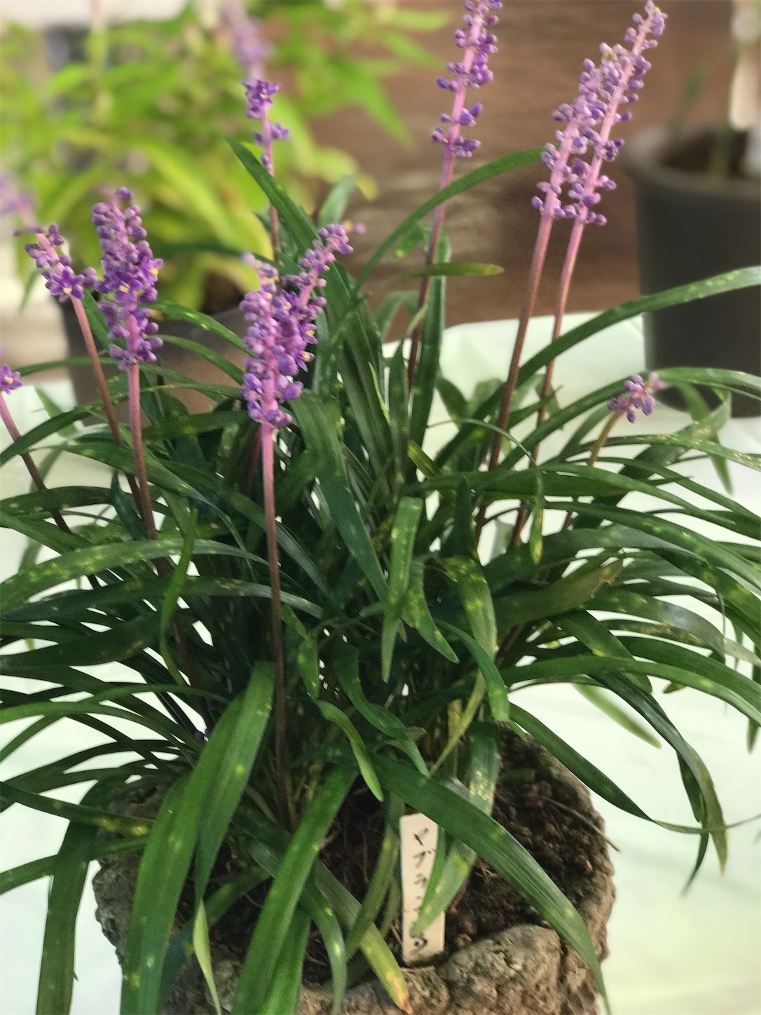 f:id:yuken1220:20210920044051j:image f:id:yuken1220:20210920044051j:image