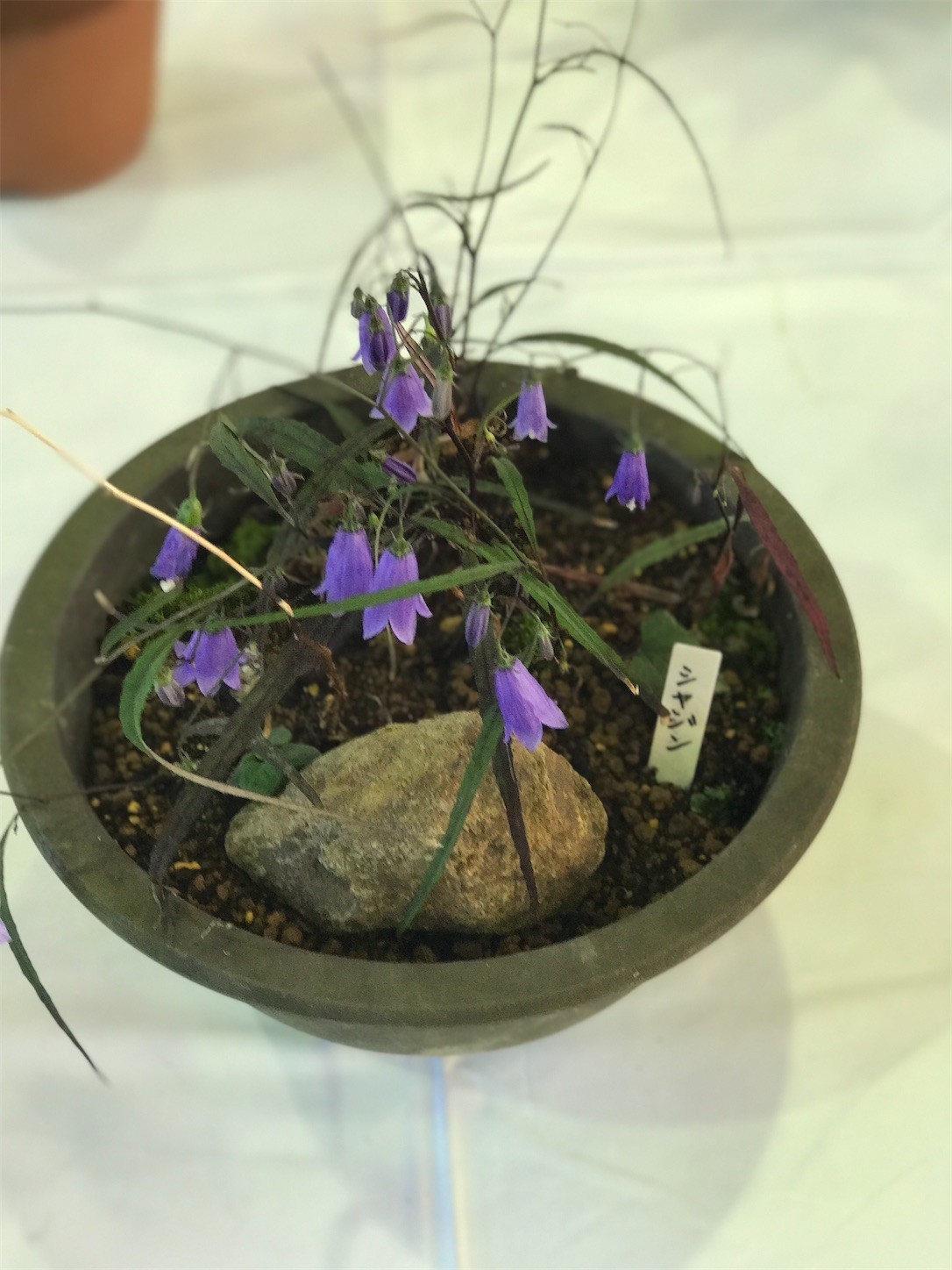 f:id:yuken1220:20210920044053j:image f:id:yuken1220:20210920044053j:image