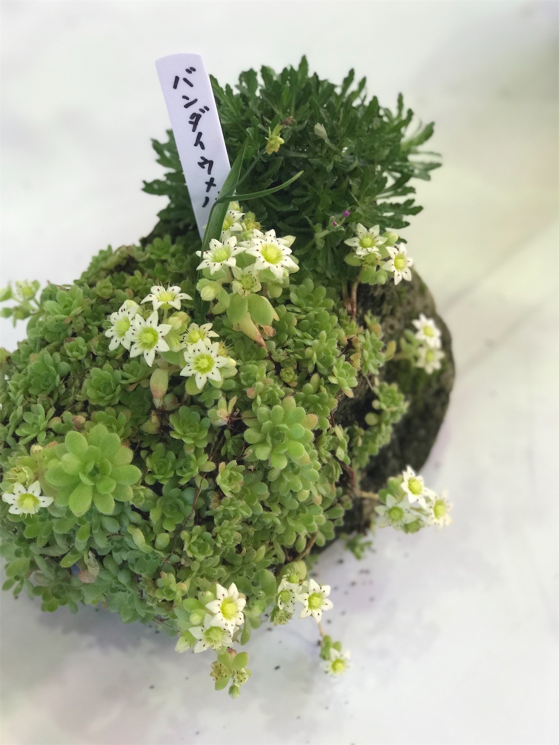 f:id:yuken1220:20210920044059j:image f:id:yuken1220:20210920044059j:image