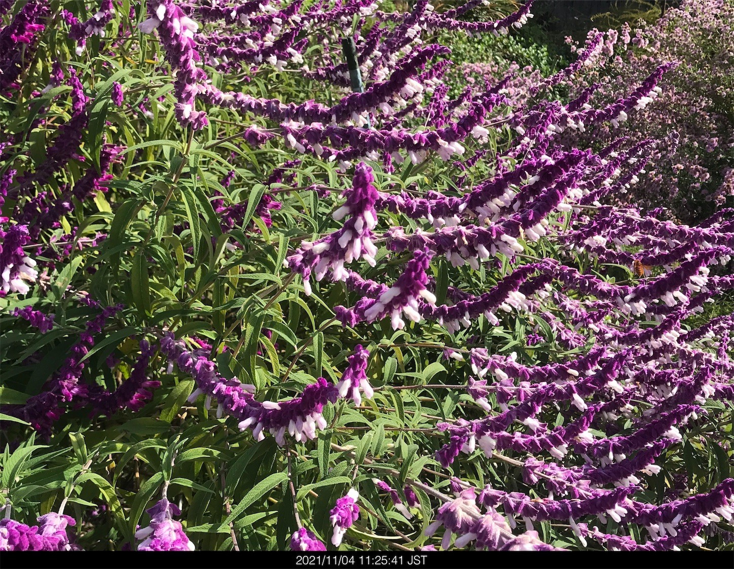 f:id:yuken1220:20211105054032j:image