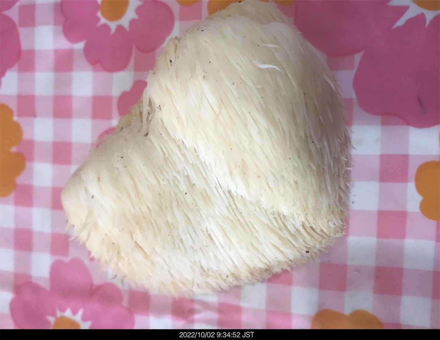 f:id:yuken1220:20221003045855j:image f:id:yuken1220:20221003045855j:image