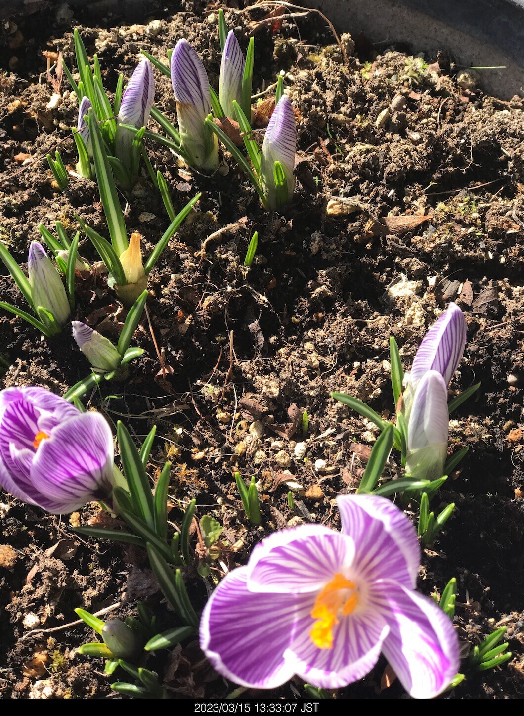 f:id:yuken1220:20230316050541j:image