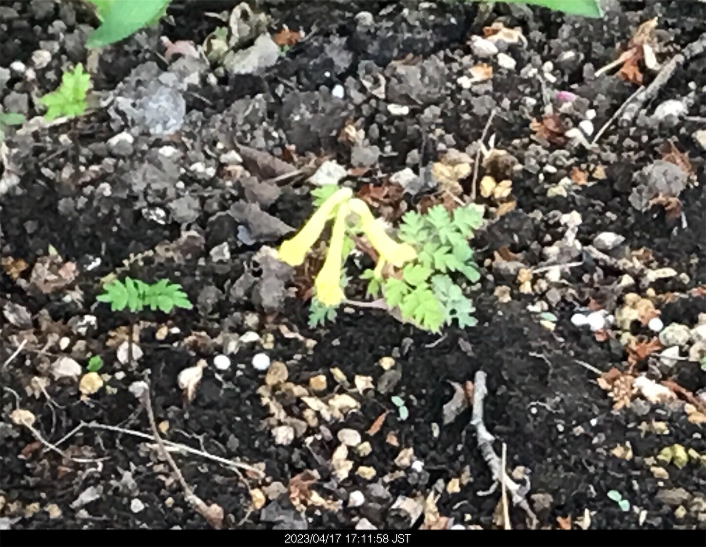 f:id:yuken1220:20230419043715j:image f:id:yuken1220:20230419043715j:image