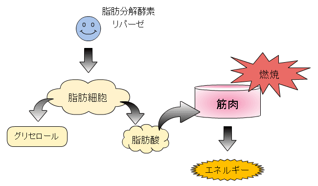 f:id:yuki-alfort:20201014161200p:plain f:id:yuki-alfort:20201014161200p:plain