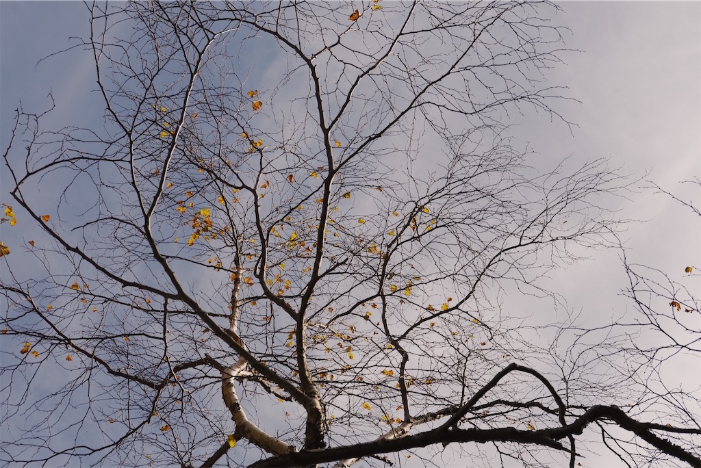 f:id:yuki-hyse:20191110200824j:image