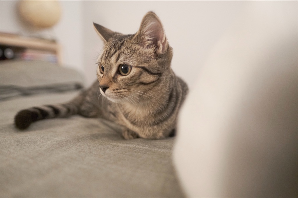f:id:yuki-hyse:20191110200849j:image