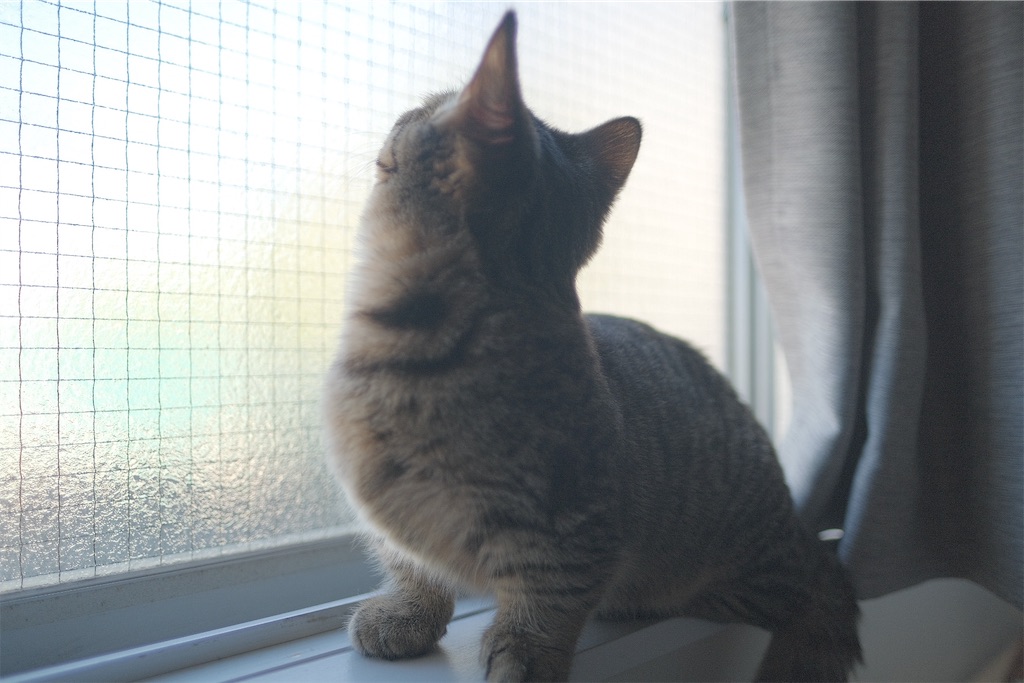 f:id:yuki-hyse:20191110200918j:image