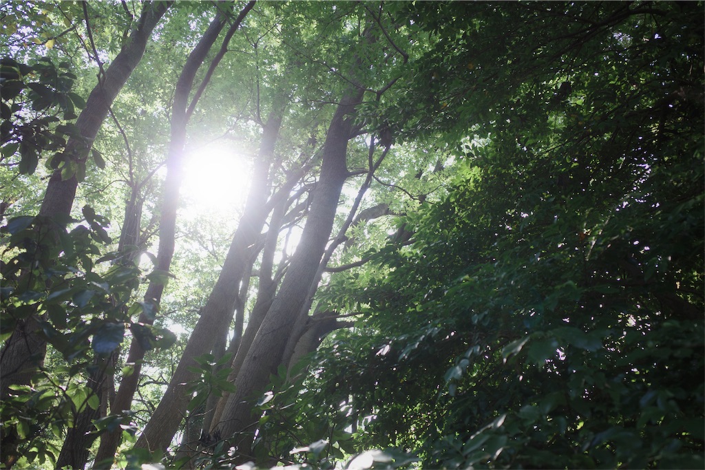 f:id:yuki-hyse:20191110200930j:image