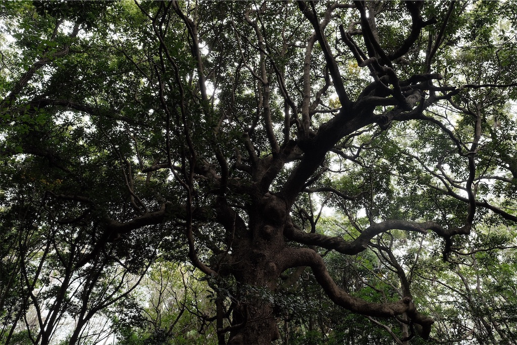 f:id:yuki-hyse:20191110200952j:image