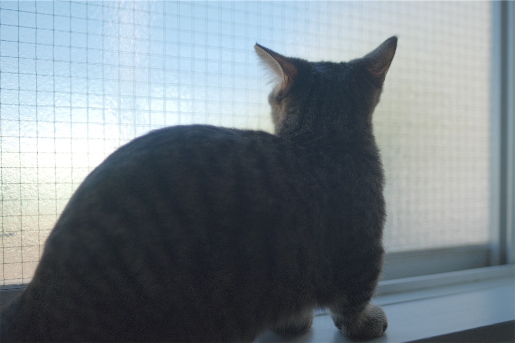 f:id:yuki-hyse:20191110201002j:image