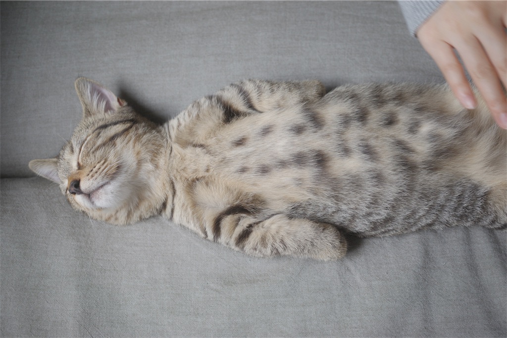 f:id:yuki-hyse:20191110201532j:image