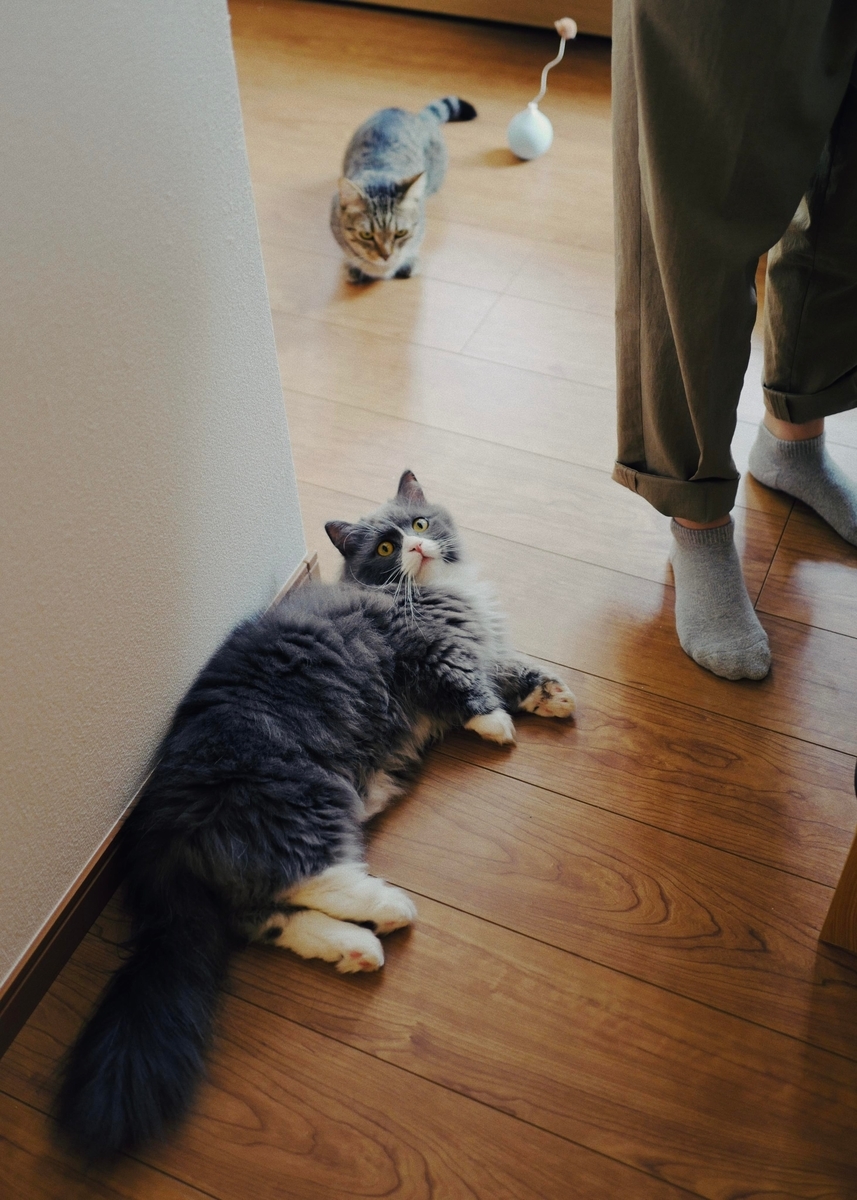 f:id:yuki-hyse:20220101082850j:plain
