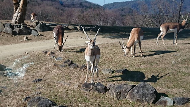 f:id:yuki-ka119:20190109122833j:image