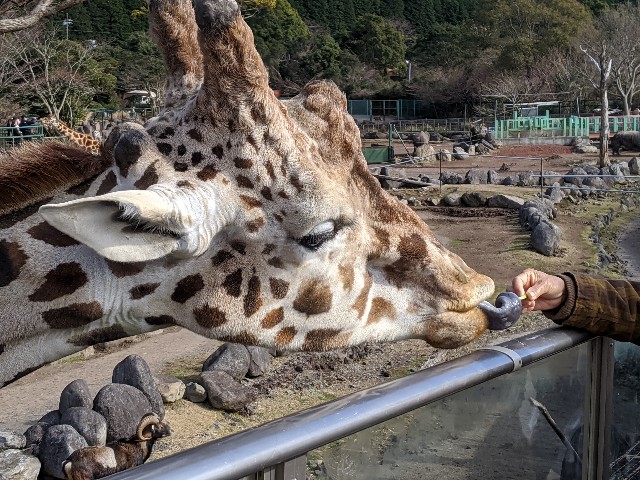 f:id:yuki-ka119:20200112141802j:image f:id:yuki-ka119:20200112141802j:image