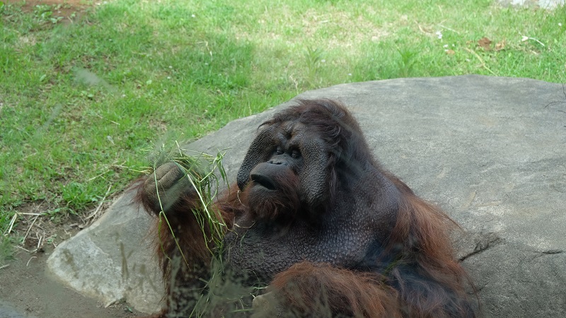 f:id:yuki-tantan:20190715233139j:plain:w400