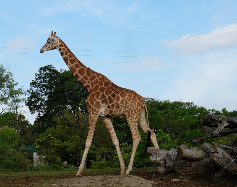 f:id:yuki-tantan:20190715233220j:plain:w400