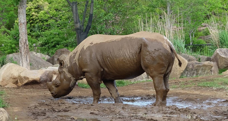 f:id:yuki-tantan:20190715233229j:plain:w400