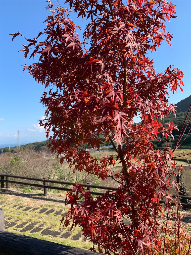 f:id:yuki00182746:20181113150937j:image