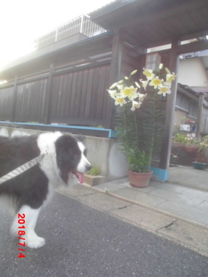 f:id:yuki0306:20180704190035j:image