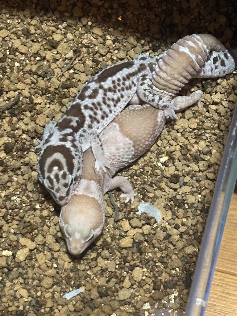 ニシアフリカトカゲモドキのブリードに挑戦！ - 雪凪 爬虫類飼い方 紹介