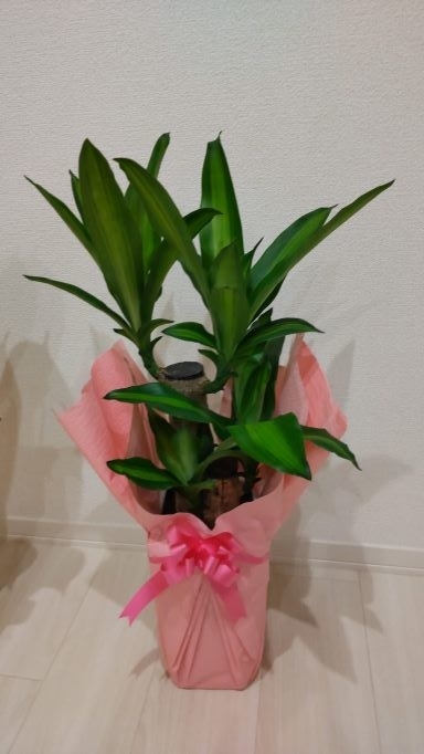 f:id:yuki2022:20220317224132j:plain