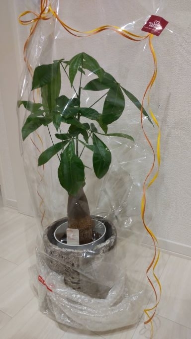 f:id:yuki2022:20220317224955j:plain