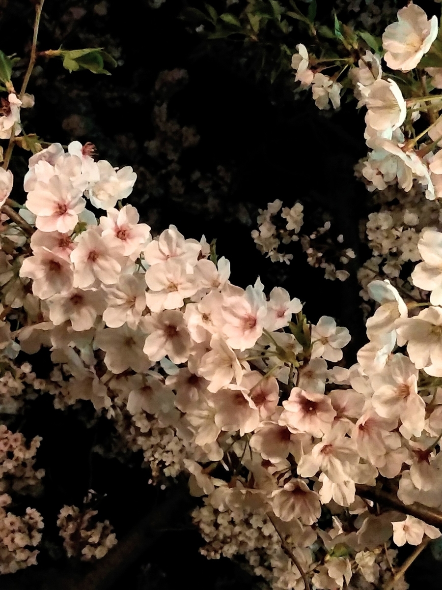 f:id:yuki67hayashi:20200407201627j:plain f:id:yuki67hayashi:20200407201627j:plain