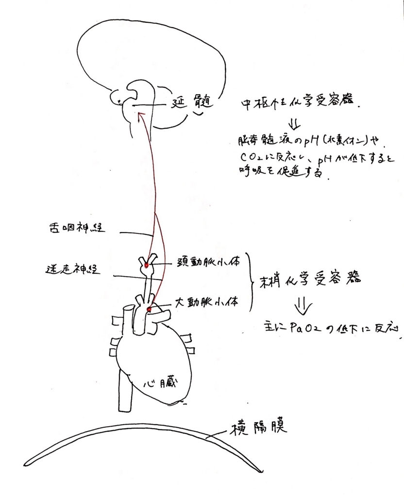 呼吸困難感 内部障害リハビリテーションのすすめ