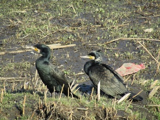 f:id:yukiMynn:20190209164625j:plain f:id:yukiMynn:20190209164625j:plain