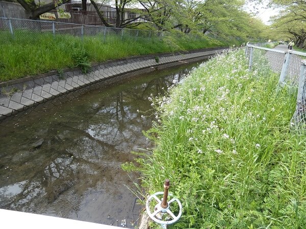 芝川第一調整池 工事中 へ行ってみた 葦は たのしく
