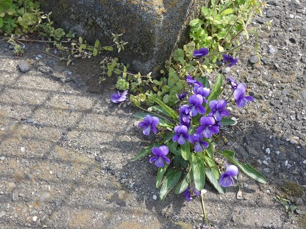 f:id:yukiMynn:20200418113822j:plain